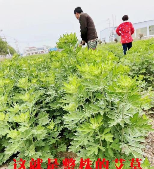 這些植物種在家裡能驅蟲賞花，種在地裡能防害蟲，你也趕緊試試吧