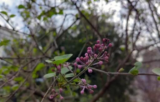 丁香花丨路邊的「紫丁香」，淡淡清香，美若雲霞