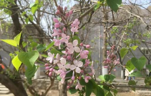 丁香花丨路邊的「紫丁香」，淡淡清香，美若雲霞