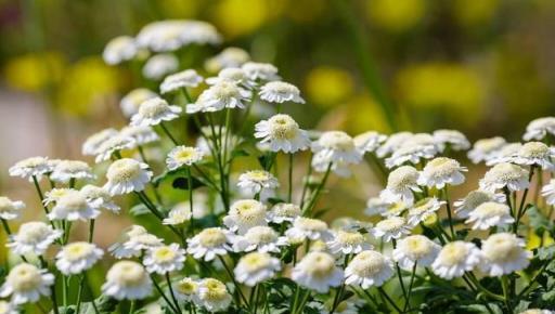 蚊子最「討厭」的花卉植物，家裡「養幾盆」，夏天好「驅蚊」