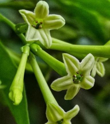 蚊子最「討厭」的花卉植物，家裡「養幾盆」，夏天好「驅蚊」