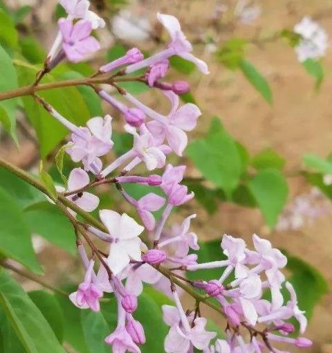 老話說「香花臥室不養人」，這句話不能不信，太有依據！