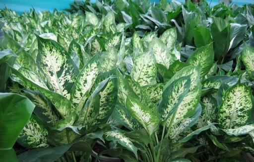 適合居家種植的5種花，擺在家裡空氣好，一覺睡到大天亮