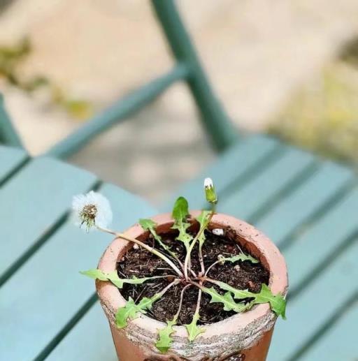 路邊野菜「蒲公英」，回家栽花盆裡，秒變別人「買不起」的樣子