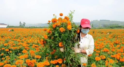 這些植物種在家裡能驅蟲賞花，種在地裡能防害蟲，你也趕緊試試吧