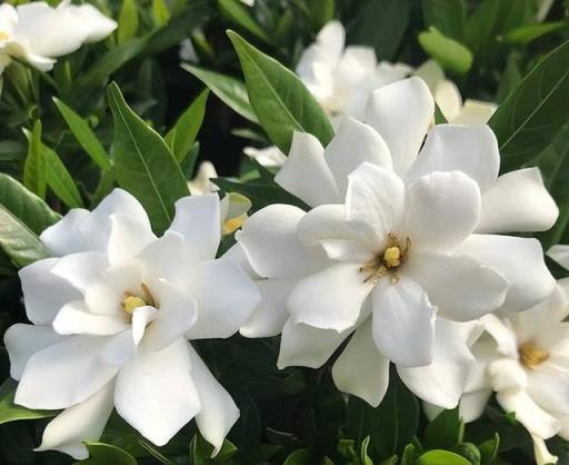 適合居家種植的5種花，擺在家裡空氣好，一覺睡到大天亮