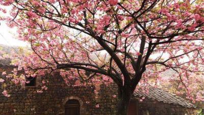 院子有空地，可以種棵「大花樹」，一年到頭有花看，美麗又大氣