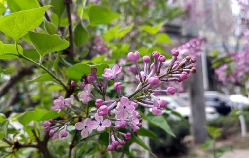 丁香花丨路邊的「紫丁香」，淡淡清香，美若雲霞