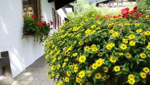 蚊子最「討厭」的花卉植物，家裡「養幾盆」，夏天好「驅蚊」