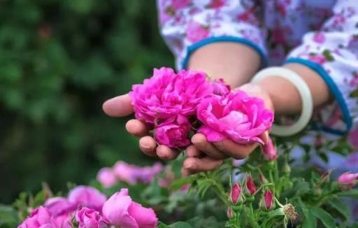 8種花是「仙草」，漂亮又治病，家裡養一棵，省下買藥錢！