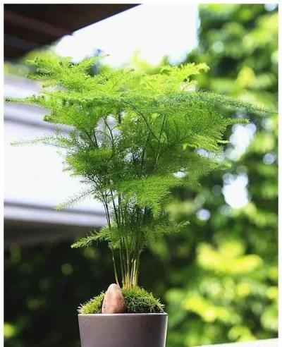 想要文竹枝繁葉茂不黃葉？趕緊給它喂點肥，養成漂亮小老樁