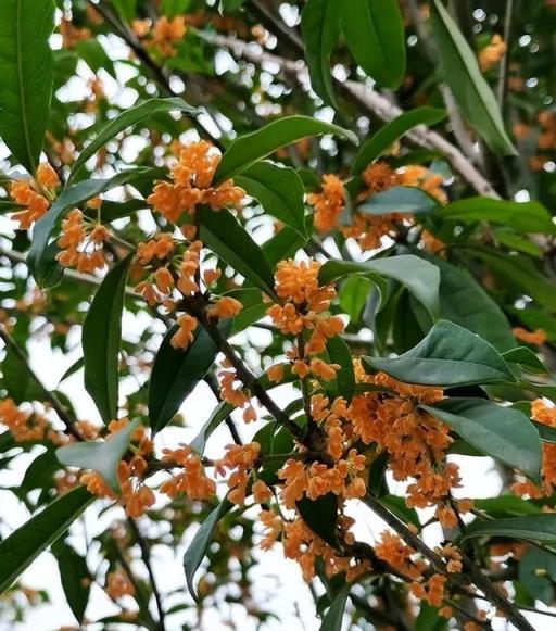 適合居家種植的5種花，擺在家裡空氣好，一覺睡到大天亮