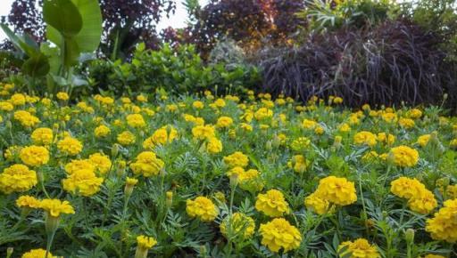 5種花「醜巴巴」，卻是「鎮宅」風水花，有錢人都愛養它