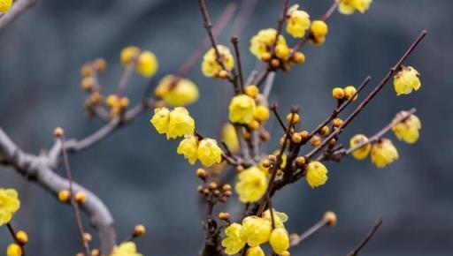 幾種香味濃郁的花，堪稱香水花，院子栽一株，花香滿園