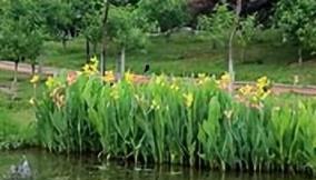 庭院花境植物品種攻略：中低層植物花卉、地被植物、水生植物等