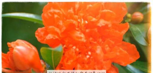 中國傳統文化中的花神——石榴花
