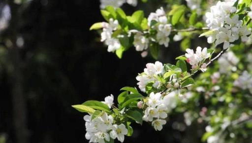 慎選家中花卉，養錯影響風水大忌！