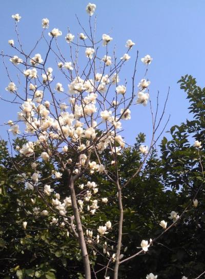 最長壽的15種花，門口能守100年，一棵值一萬