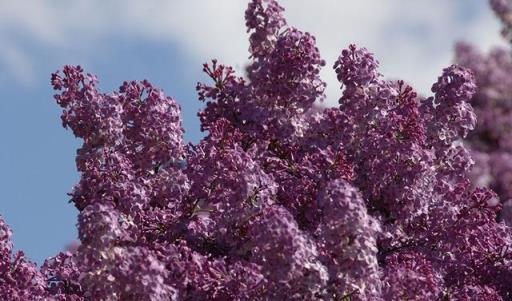 花開美麗 芳香四溢—最愛丁香花