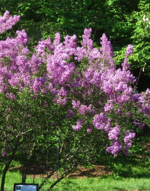 花開美麗 芳香四溢—最愛丁香花