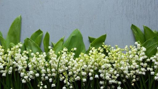 「毒花」進家門，花旺人不旺，家有5毒花，財福不進門