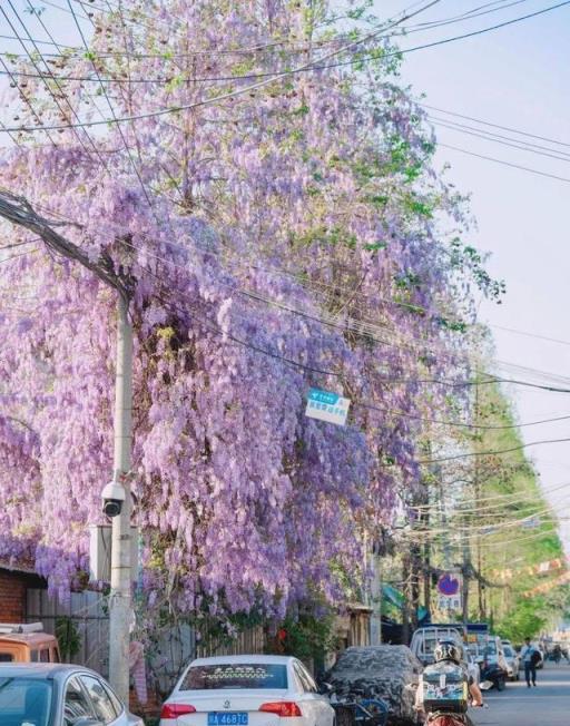 成都一88歲婆婆種的「紫藤蘿」，在巷子裡開成「花瀑布」，美哭了