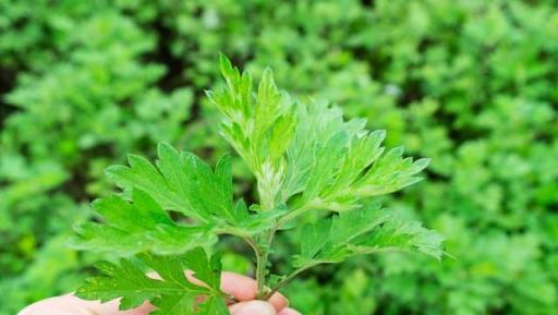 自然屏障：盤點那些能驅蚊的神奇植物