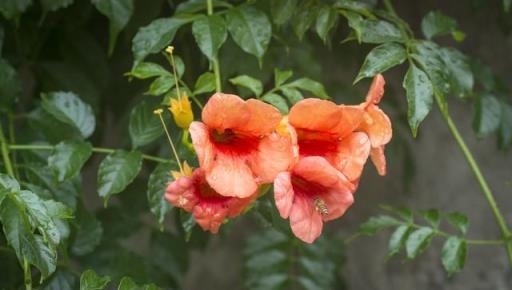 凌霄花的常見品種有中國凌霄、美國凌霄、美洲凌霄、硬骨凌霄花