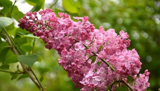 花開美麗 芳香四溢—最愛丁香花