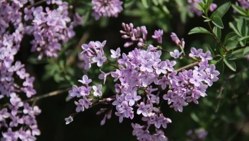 花開美麗 芳香四溢—最愛丁香花