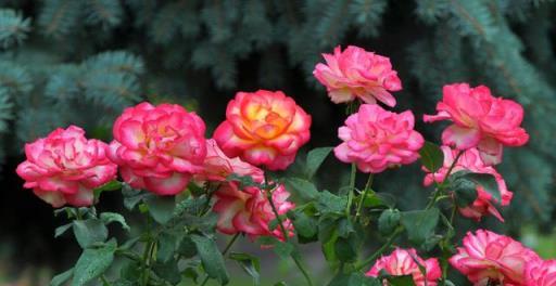 讓月季開花多，牢記「3點」，花期長、花質好，開了一茬接一茬！