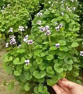 庭院花境植物品種攻略：中低層植物花卉、地被植物、水生植物等