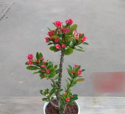 這3種開花機器，見光就「爆花」，全年開不停，5月養1盆賺大了
