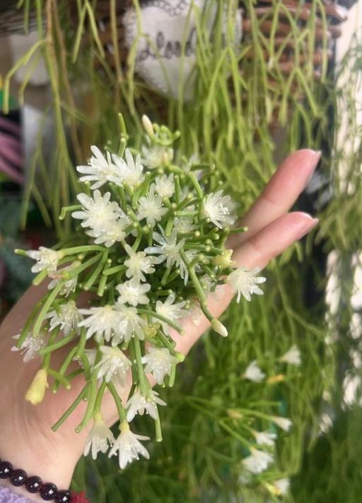 一種國外很火的「網紅」盆栽綠植，花友：室內植物界的「王者」