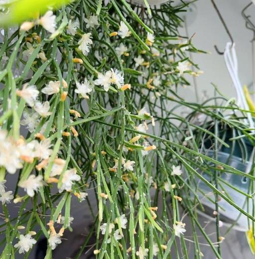 一種國外很火的「網紅」盆栽綠植，花友：室內植物界的「王者」