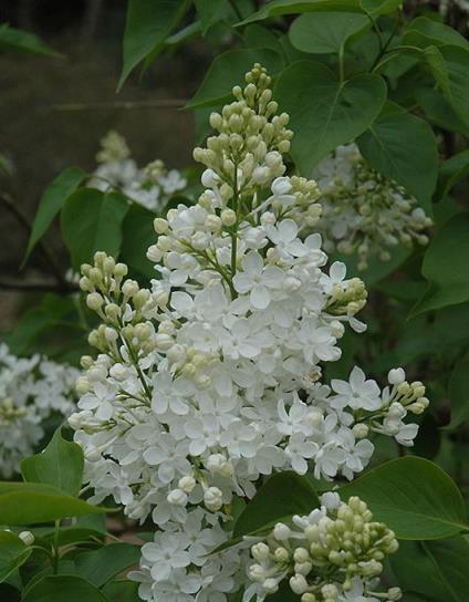 花開美麗 芳香四溢—最愛丁香花