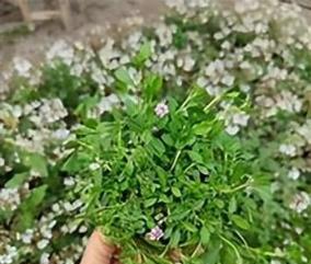 庭院花境植物品種攻略：中低層植物花卉、地被植物、水生植物等