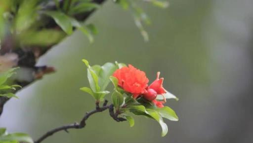 十首唯美的石榴花詩詞，榴花欲燃，紅豔似火，驚豔了整個夏天