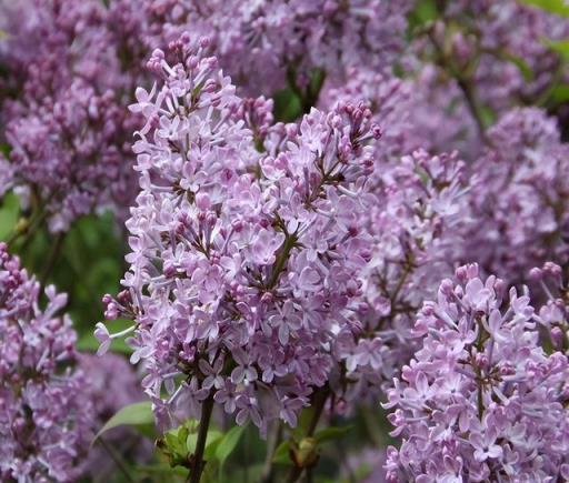 花開美麗 芳香四溢—最愛丁香花