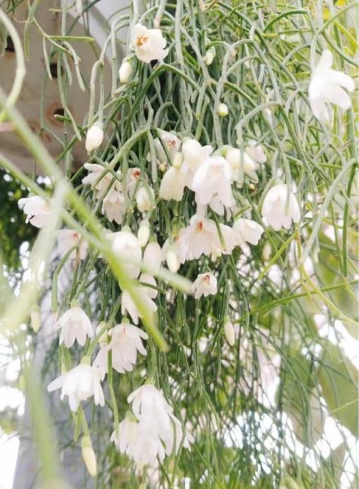 一種國外很火的「網紅」盆栽綠植，花友：室內植物界的「王者」