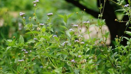 農村「臭草」血封草：雖臭卻有大作用