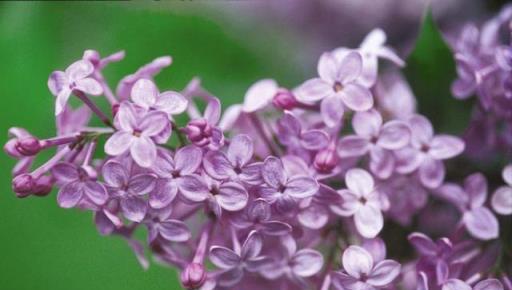 花開美麗 芳香四溢—最愛丁香花