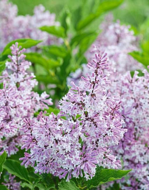 花開美麗 芳香四溢—最愛丁香花