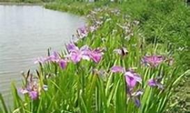 庭院花境植物品種攻略：中低層植物花卉、地被植物、水生植物等