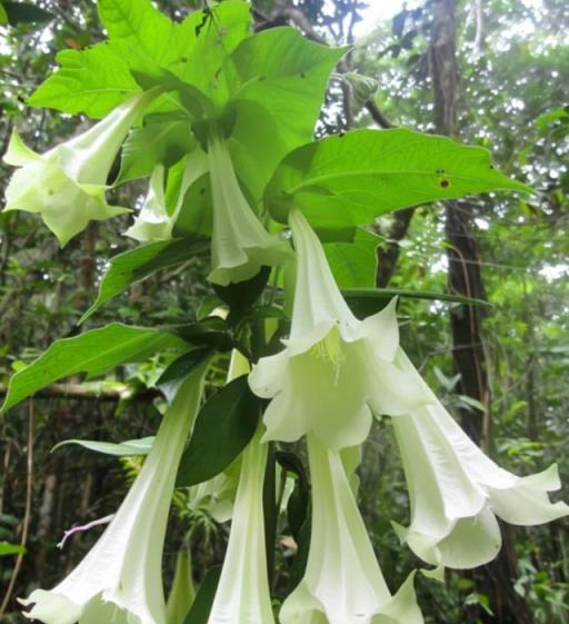 4大「冥界之花」，養在家裡招鬼，這是迷信，還是確有其事？