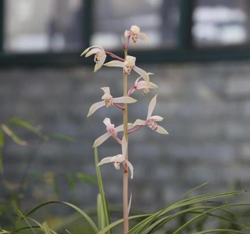 蘭花春化的意義、時間、特徵及忌諱