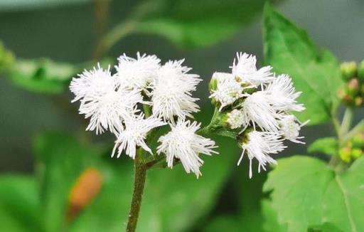 農村「臭草」血封草：雖臭卻有大作用