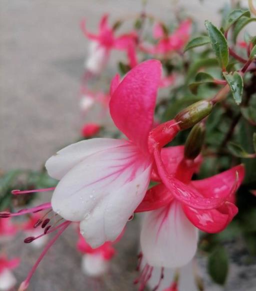 這4種花「養就死」，再便宜也不要養，白費力氣