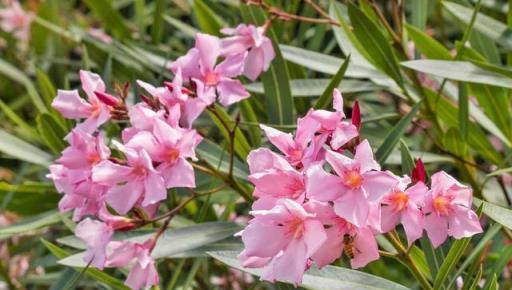 「毒花」進家門，花旺人不旺，家有5毒花，財福不進門