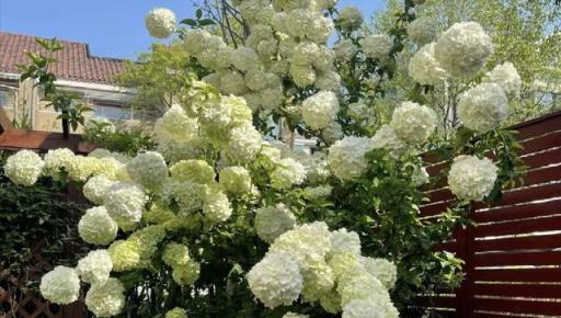 聰明人養樹不養花，3種「鎮宅樹」，不喜歡也要養1盆，聚財好運來